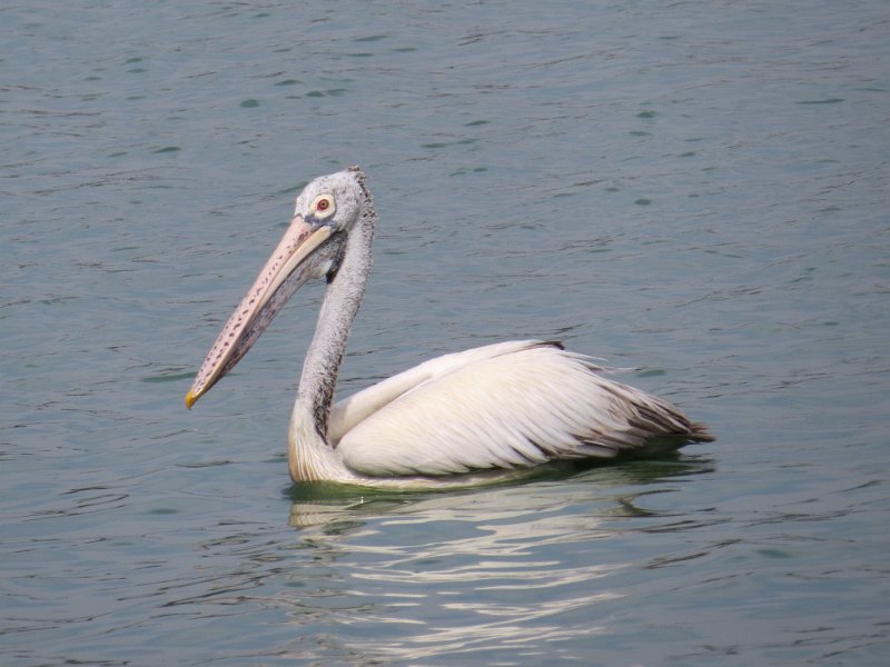 A (5) Spot-billed Pelican.JPG